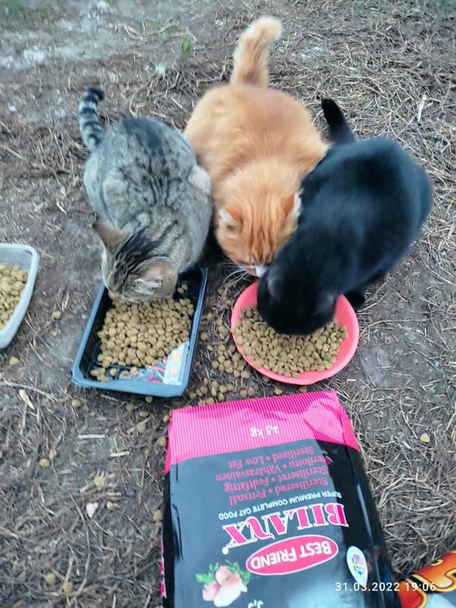 Forgotten Animals tweet media