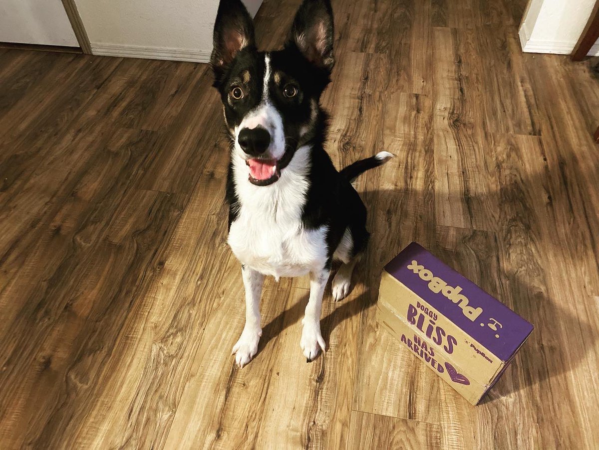 TheSirHatchett's tweet photo. I got #pupbox for my #birthday yesterday!! ๐ ๐
#thesirhatchett #hatchett #bordercollie #shorthairbordercollie #dogphotogrophy #animallover #animallovers #mybordercollie #dog #dogs #dogsofinstagram #DogsAreFamily #DogsofTwittter #doglovers #doggy #dogsoftwitter #mylove https://t.co/5rAEiSj2AV
