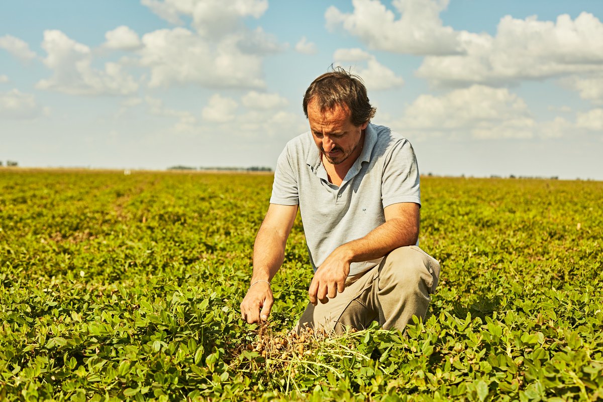 En nuestros campos incorporamos el cultivo de maní al sistema de rotación. Para eso, en General Villegas desarrollamos un campus experimental junto al INTA y la Univ. de Córdoba, con el objetivo de buscar la rotación más amigable con el suelo.
#agroindustria #campo #Adecoagro