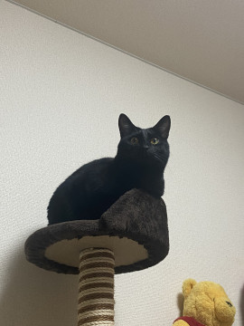 nekojiru_maigo's tweet photo. 🔍捜索中
短い鍵尻尾の黒猫です！！

名前：ふう
性別：♀
月齢：約一歳八ヶ月
いなくなった日：🗓2022年4月28日(木)
詳細：https://t.co/Xvfex2ymki

#迷い猫 #迷子 #千葉県 #千葉市若葉区 #拡散希望 https://t.co/FzzbOMKmA2