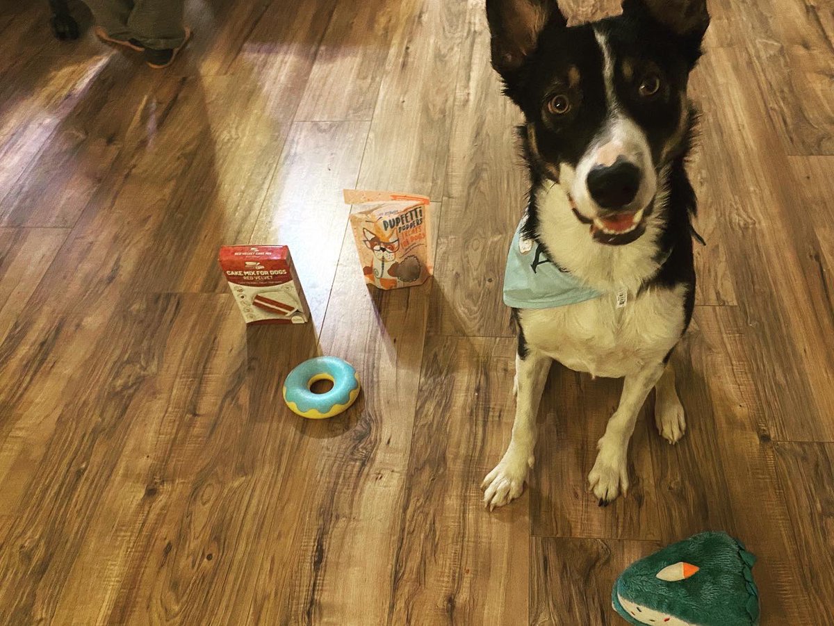 TheSirHatchett's tweet photo. Me posing with my #dogtoys , #dogbandana , #dogcake mix, and my special #birthdaytreats! I loved my birthday yesterday! And I LOVE my #pupbox!!
#thesirhatchett #hatchett #bordercollie #shorthairbordercollie #dogs #animallover #animallovers #mybordercollie #doglovers #funtime https://t.co/GHqJBtnPAE