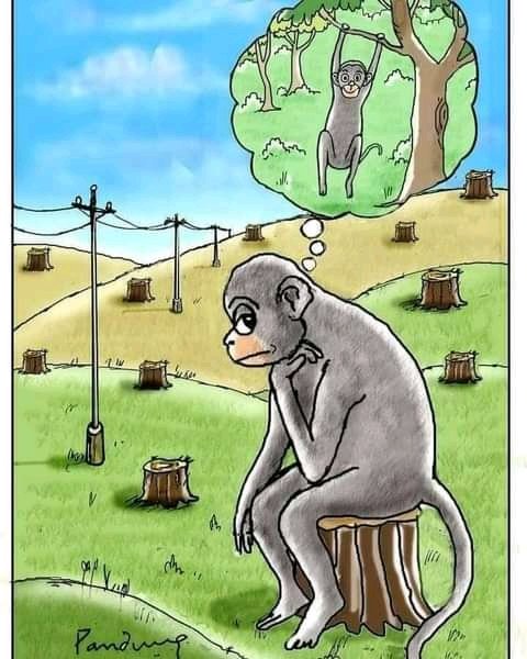 Please don't cut down trees to save wildlife