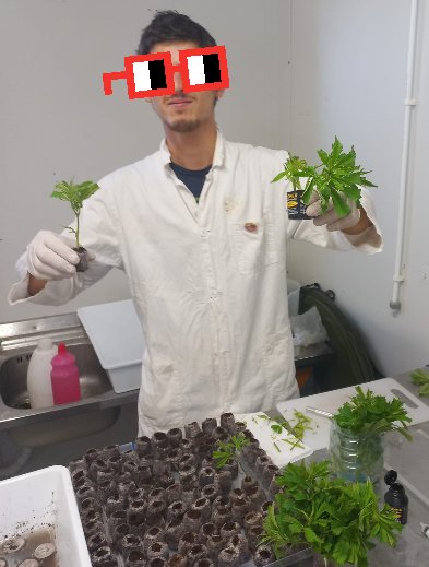 🏳️‍🌈Doctor Stoned at work to create CBD Nouns Kush at <a href="/stonednouns/">Stoned Nouns ⌐◨-◨</a> ⌐◨-◨ 
#cannabis #nounsdao #grow #NFTproject #cc0 🥦