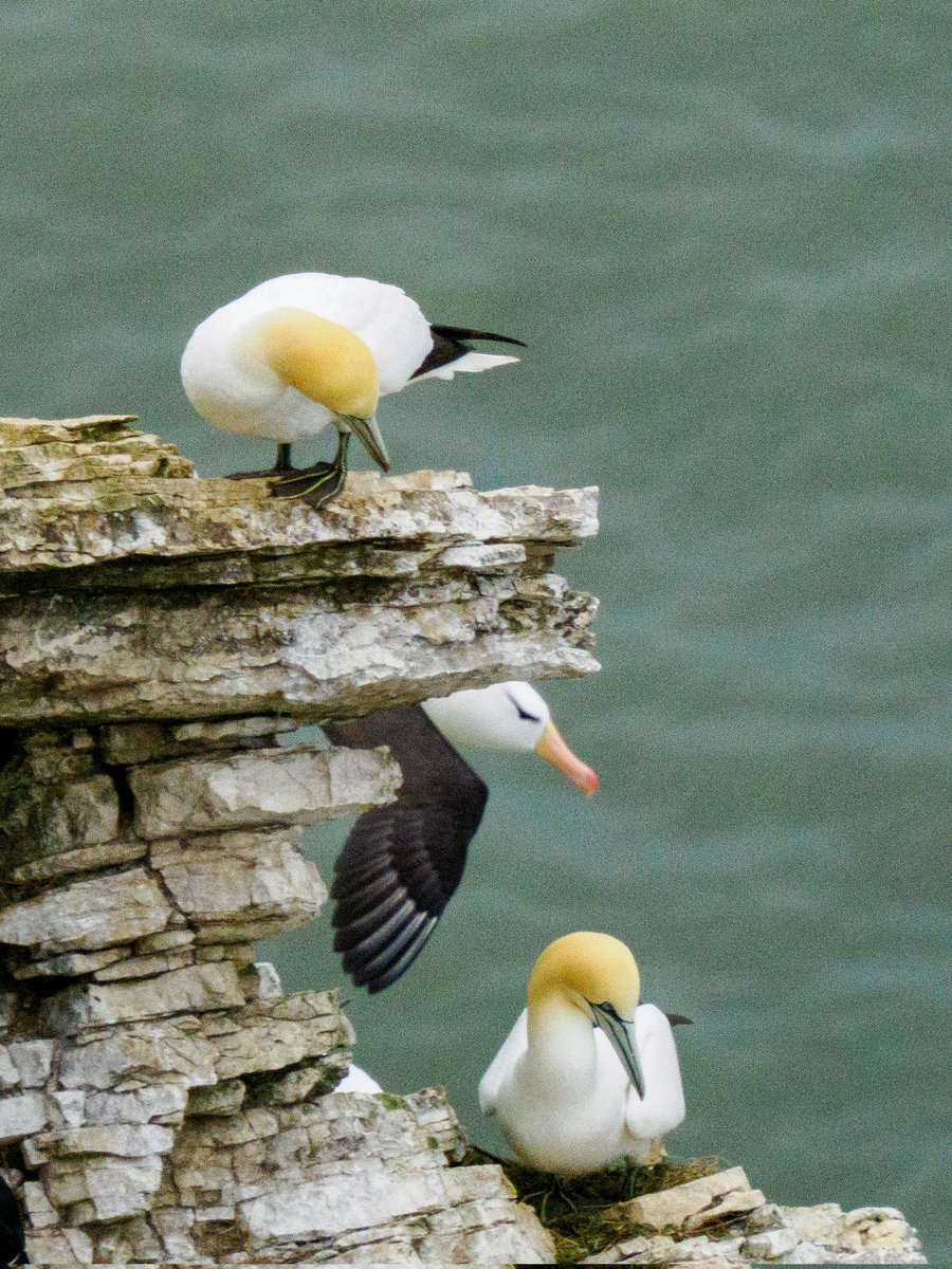 It was hiding this morning but I caught the albatross yesterday <a href="/Bempton_Cliffs/">RSPB Bempton Cliffs</a>