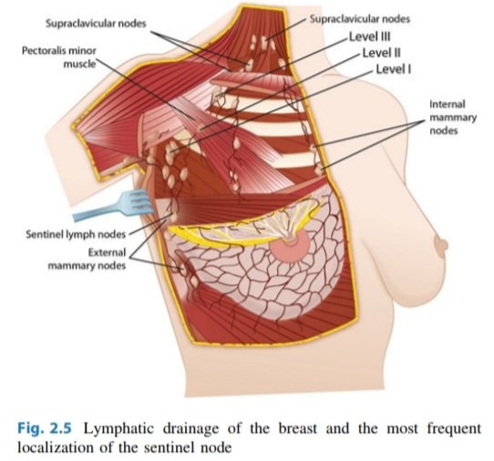 1/2 Surface Anatomy of Breast.
𝗥𝗲𝗳: Oncoplastic & Reconstructive Breast Surgery.
#SoMe4Surgery #Medtwitter
#4KMedEd 
#Generalsurgery
#mastectomy 
#breastcancer 
#breastlump
#breastconsercativesurgey
#breastbiopsy
#lymphatic