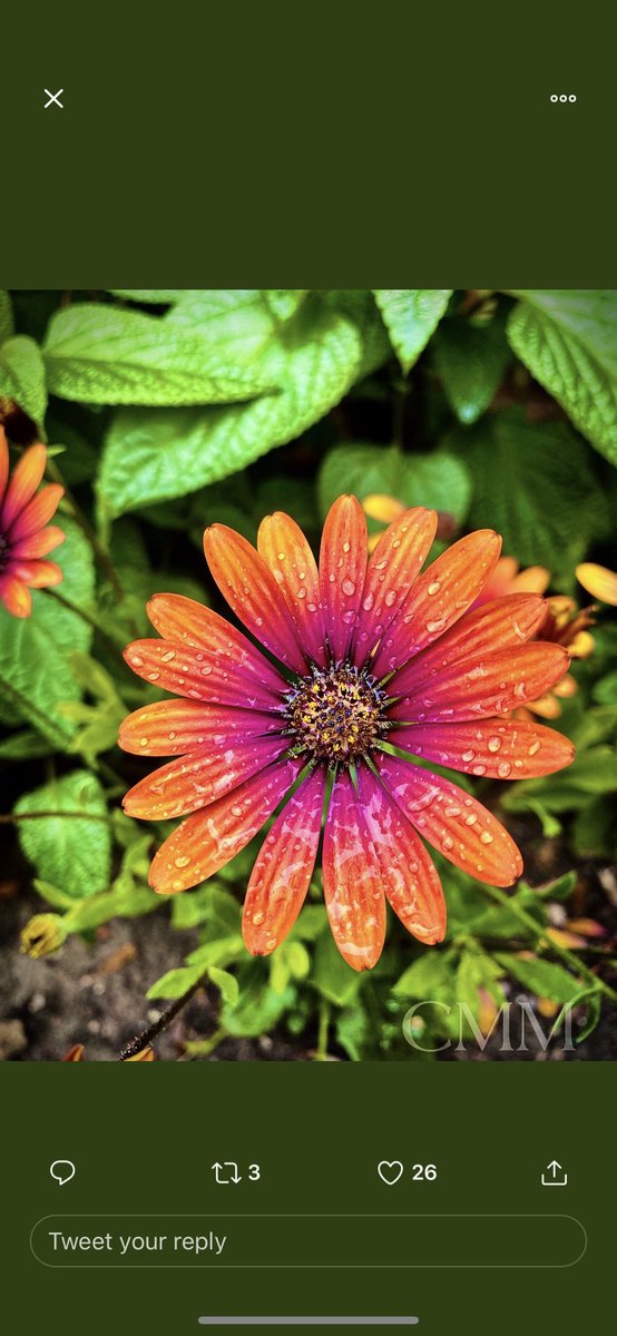 To brighten up your day! 🌸 #prettyflowers #GardenersWorld #flowergarden #vibrance #goodvibes