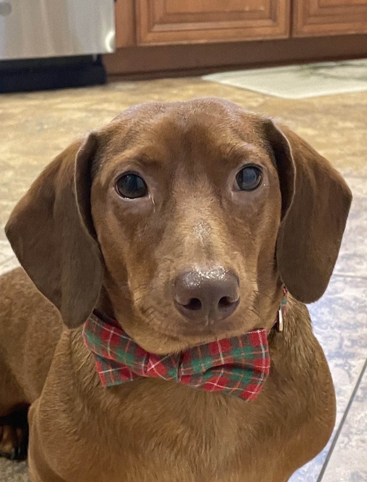 Aberdeen IronBirds on Twitter "Before the Barking in the park BEGINS