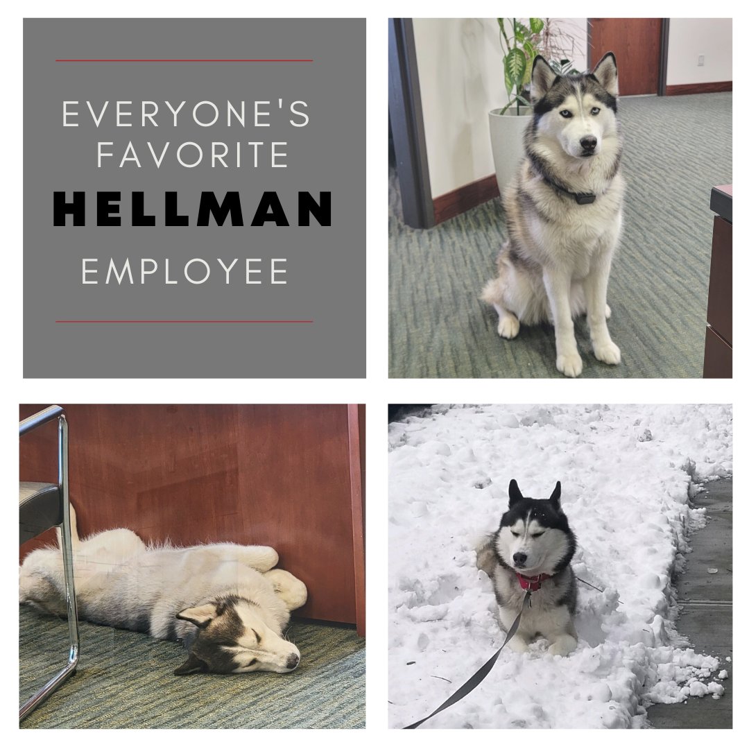Meet Troy, a 3year-old Siberian Husky that belongs to our CEO, Steve Lazzaro. ⁠
⁠
Considered everyone's favorite employee here at Hellman, Troy has been coming into the office since he was a puppy to ensure everyone is doing their jobs properly. 😉⁠