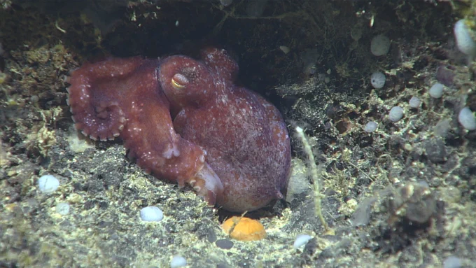Red octopus