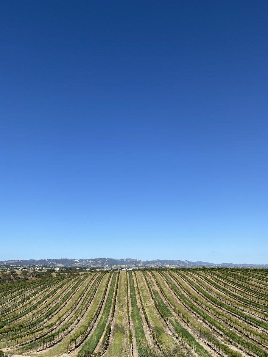 dallaswinechick tweet media