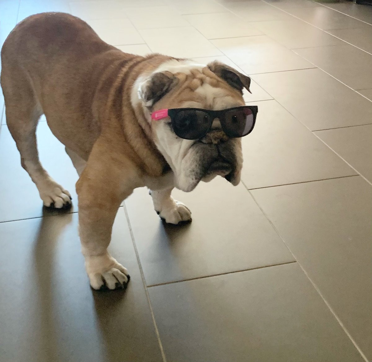 BullyThePotato's tweet photo. I stay weekend ready 😎 https://t.co/4zF4zjxU4n