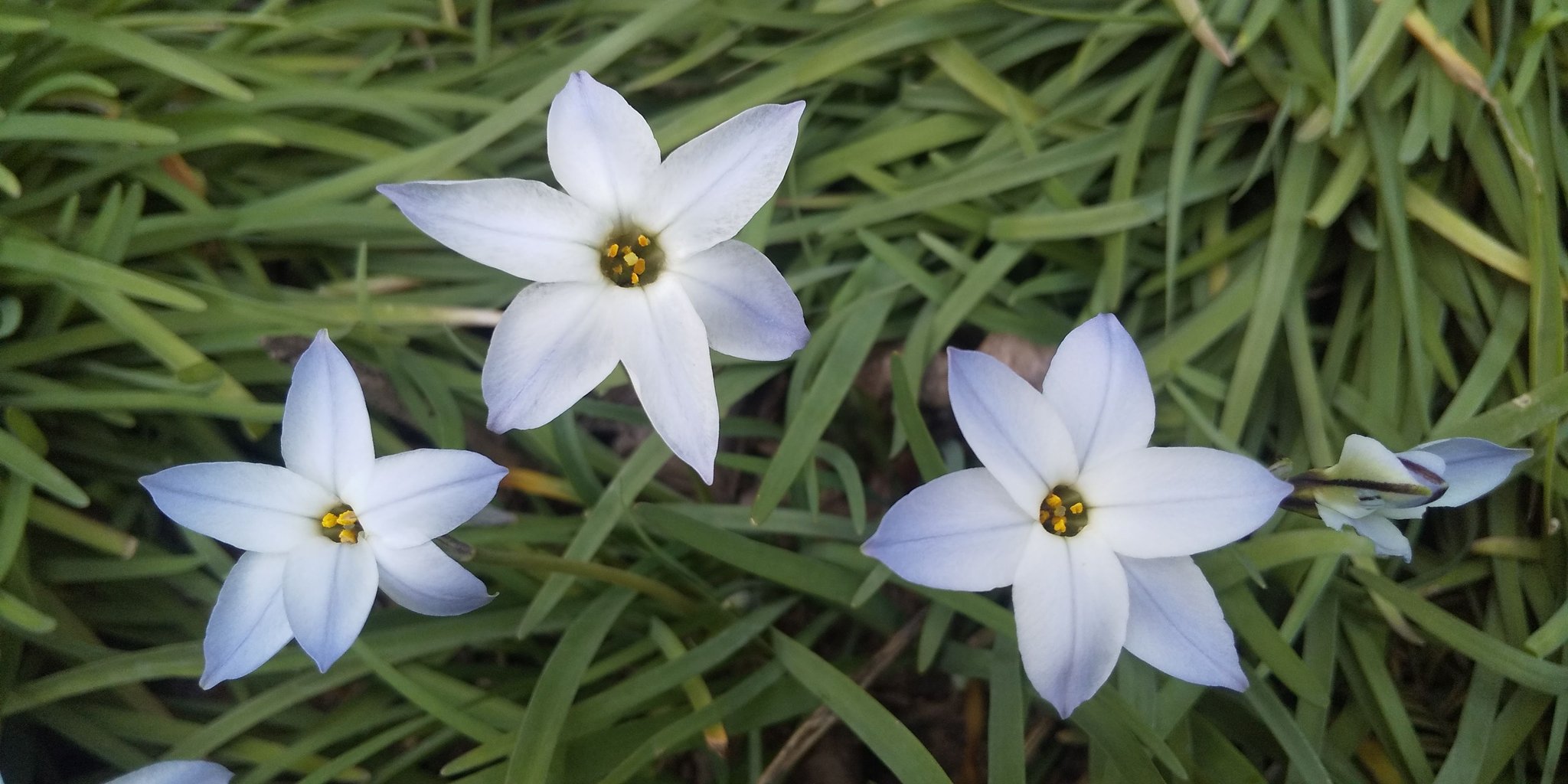 Masa Jf0bpt 朝 深夜まで勤務で暫く訪問出来ません ので 悪しからず 見頃を迎えた 庭 の 花 26 24 ハナニラ 花韮 イフェイオン セイヨウアマナ 西洋甘菜 スプリングスターフラワー 花言葉 悲しい別れ 耐える愛 恨み 卑劣 6弁星形の白 Masa Jf0bpt 朝 深夜まで勤務で暫く訪問出来ません ので 悪しからず 見頃を迎えた 庭 の 花 26 24 ハナニラ 花韮 イフェイオン セイヨウアマナ 西洋甘菜 スプリングスターフラワー 花言葉 悲しい別れ 耐える愛 恨み 卑劣 6弁星形の白