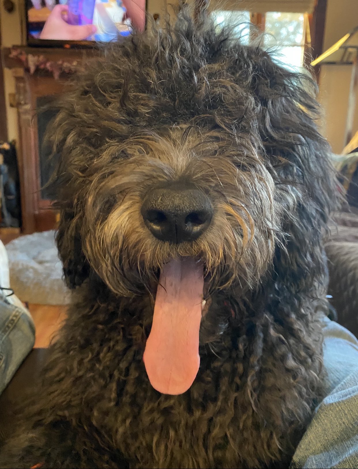 Aberdeen IronBirds on Twitter "Before the Barking in the park BEGINS