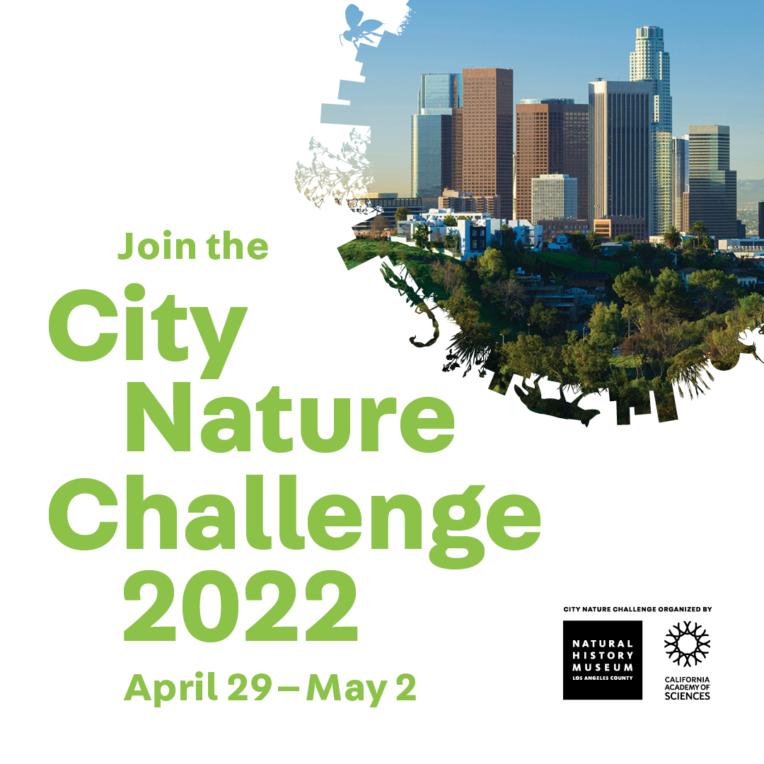 🐾 Have you taken the challenge yet? Join cities participating in this year's #CityNatureChallenge all around the globe in 3 easy steps: Find wildlife. Take a picture. Share by 11:59pm May 2! citynaturechallenge.org

Local support generously provided by <a href="/Boeing/">The Boeing Company</a> and the <a href="/LADWP/">LADWP</a>.