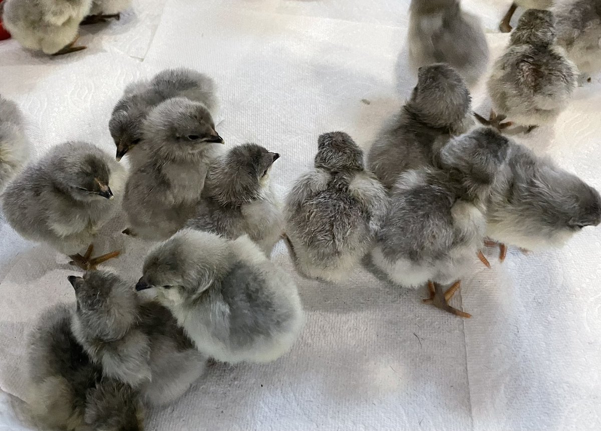 kyotemoe's tweet photo. @MotherCluckyou What breeds?  Just hatched a load of lavender orpingtons https://t.co/Y7tR8GUOAo