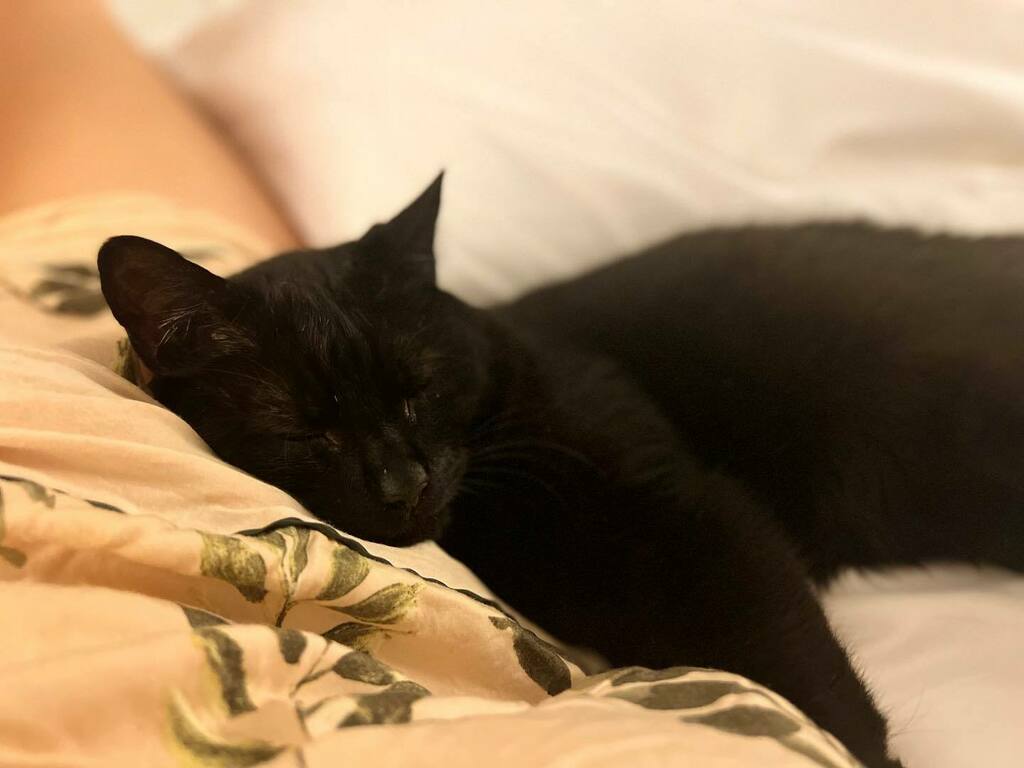 - BEDTIME BEN-EFITS -
👆🏻 See what I did there 😂😂

The best sleeping companion a girl could ask for 🐈‍⬛

Granted he does most of the sleeping while I just stare at him with unequivocal adoration 😍

My boy Benson ♥️🐾♥️
.
.
.
#itsthelittlethingsinlife #… instagr.am/p/Cc85RyEo3Py/