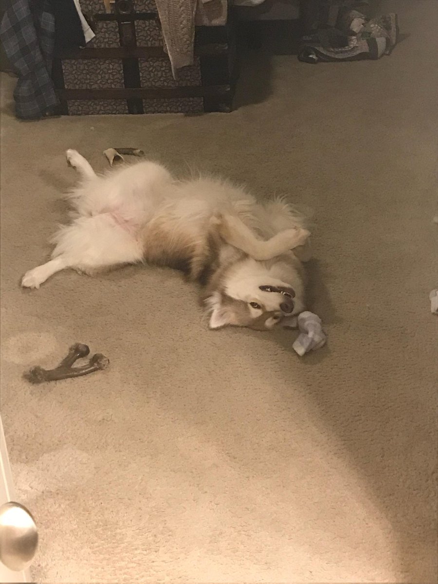 Beckett_M's tweet photo. @nylawho1 One goober mode, one sweetie mode https://t.co/3BgbYwmbOA
