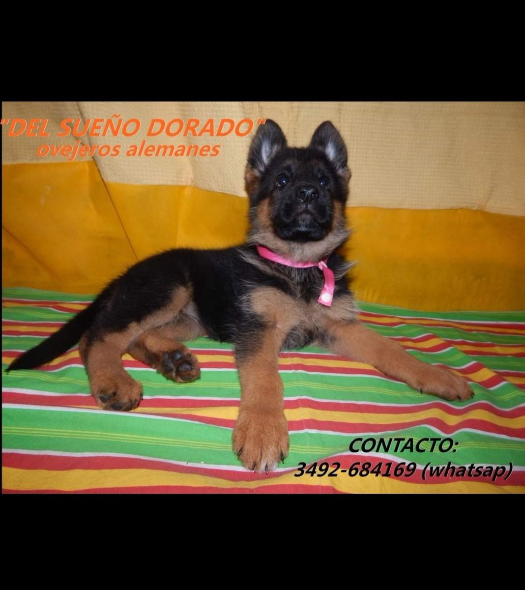 Del Sueño Dorado (@dorado1sueo) on Twitter photo 