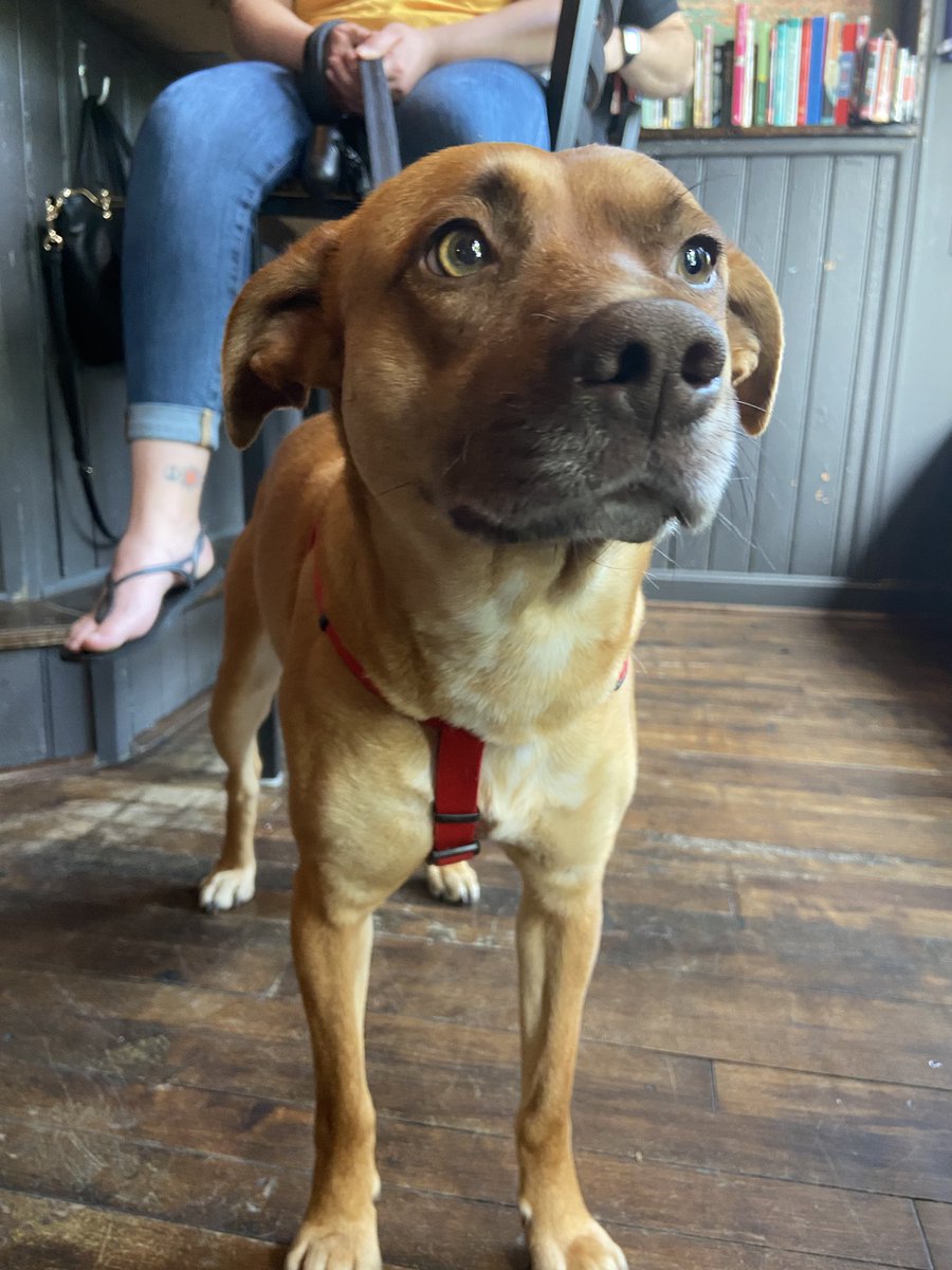 MuggsTheBoxer's tweet photo. #DogsofOldLou. “Kemba” at the pub 💕 https://t.co/V9yknnNZc0