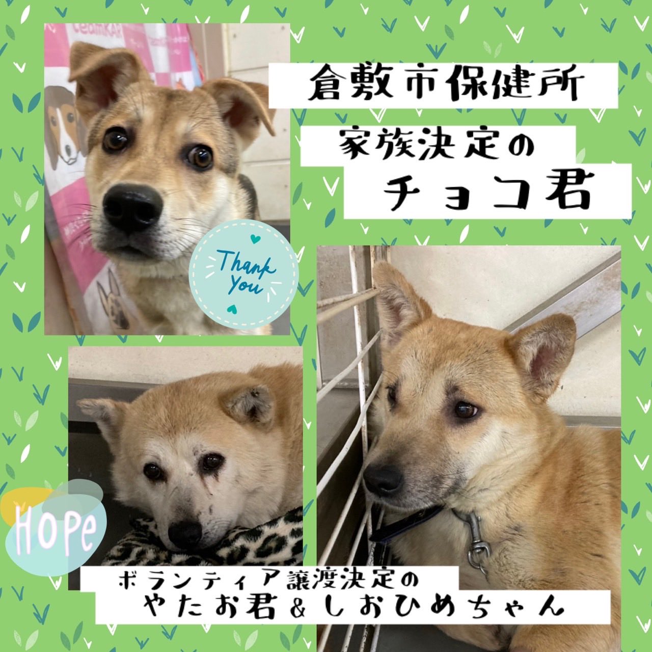 Ta Yuki Dogs Teamayu Twitter