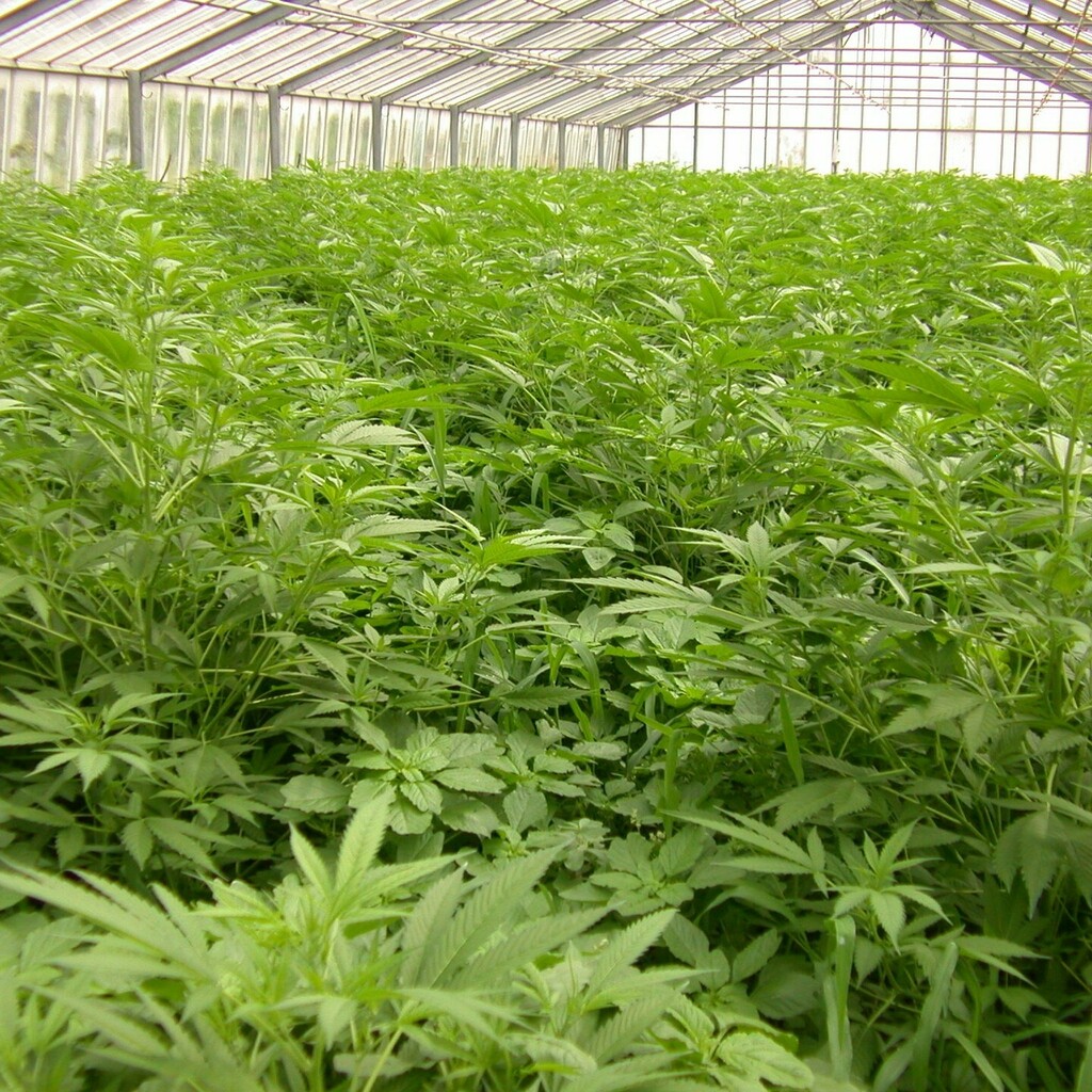 Mother plants are ready to harvest clones...going to be a long few weeks of scissors this season but feeling good about things which is a positive after a few years of difficulties for us all! Enjoy the weekend with the ones close to you...Spring in Europe is beautiful, and …