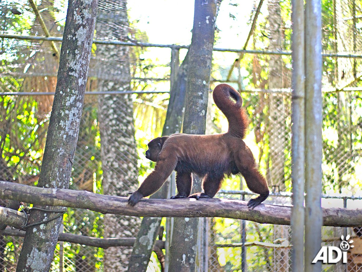 SHE’S HOME! Rescued baby woolly monkey reached up & took the hand of adult woolly #monkey, Fausto (#rescued by ADI as a baby in 2015). Her first contact with her own kind since traffickers snatched her from the wild for the #illegalpettrade.