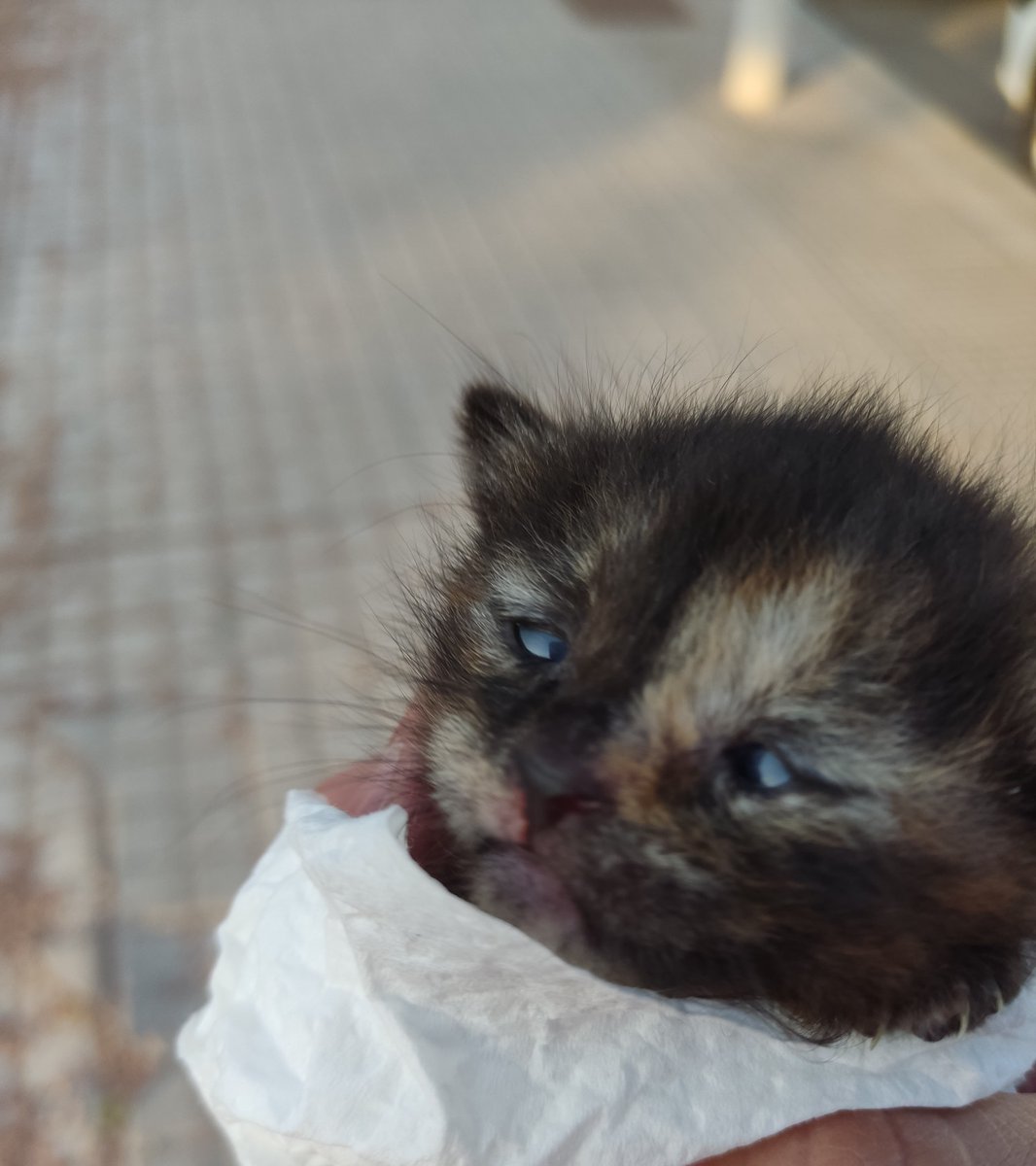 DoctorSITHo's tweet photo. Lo acabo de acoger. Una familia lo ha encontrado tirado en una cuneta en la carretera. Estaba sólo, no había más cachorros. ¿Me ayudáis a encontrarle una casa definitiva? Mientras recibirá biberones en mi casa
Puede viajar. https://t.co/ua04ussfeH