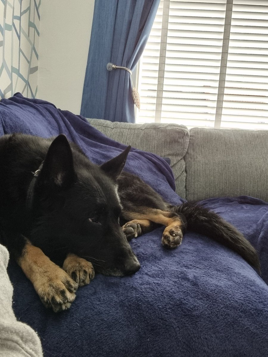 K9Scottish's tweet image. #PDBodie was bored watching me package up all the winning prizes. 
Everything was posted 2nd class recorded delivery today but Monday is a Bank Holiday so might take a little longer to get to you all. 
Thanks again to all who took part🤩
#Fundraising #BuildingAMemorial
#ThankYou