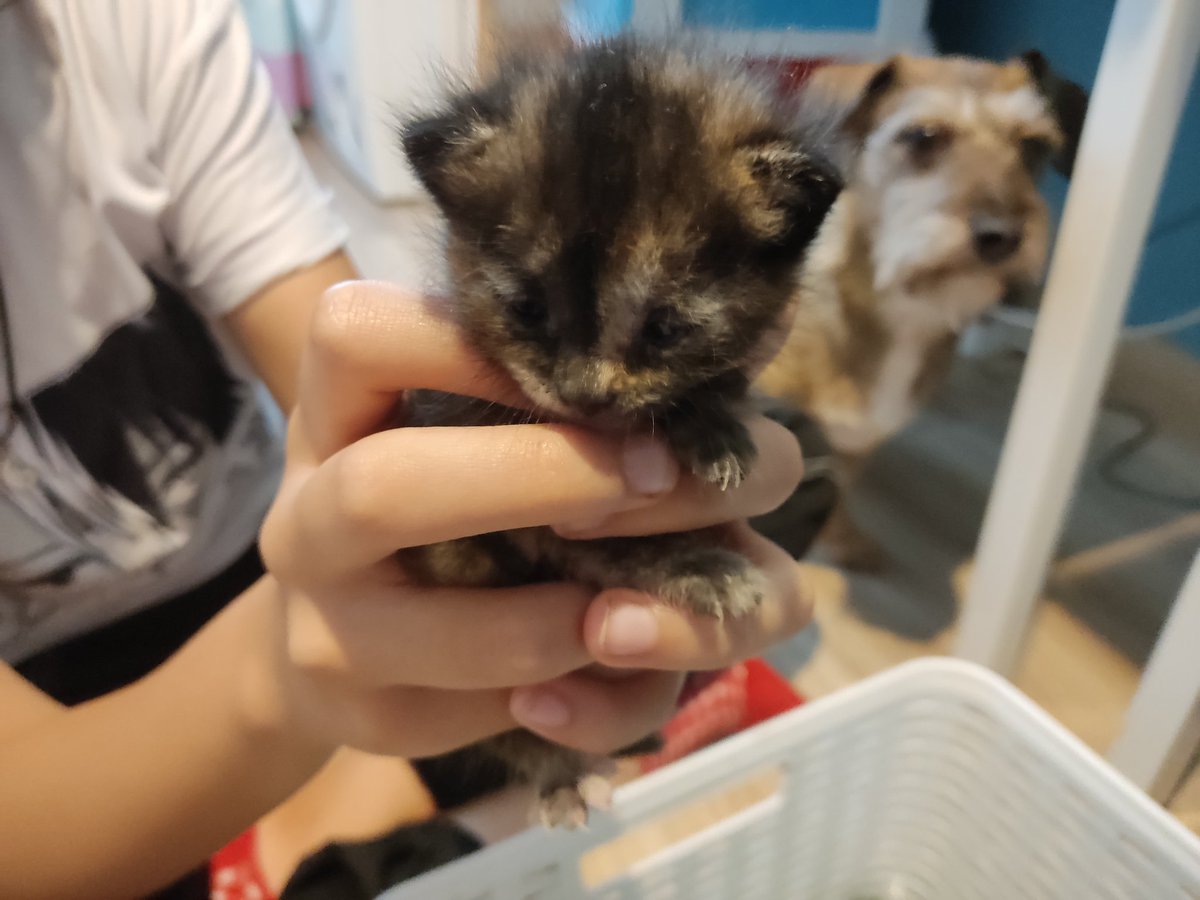 DoctorSITHo's tweet photo. Lo acabo de acoger. Una familia lo ha encontrado tirado en una cuneta en la carretera. Estaba sólo, no había más cachorros. ¿Me ayudáis a encontrarle una casa definitiva? Mientras recibirá biberones en mi casa
Puede viajar. https://t.co/ua04ussfeH