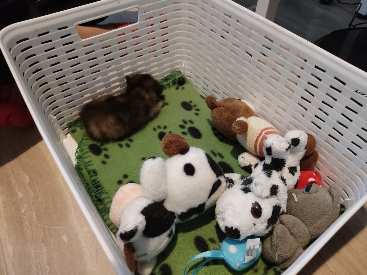 DoctorSITHo's tweet photo. Lo acabo de acoger. Una familia lo ha encontrado tirado en una cuneta en la carretera. Estaba sólo, no había más cachorros. ¿Me ayudáis a encontrarle una casa definitiva? Mientras recibirá biberones en mi casa
Puede viajar. https://t.co/ua04ussfeH
