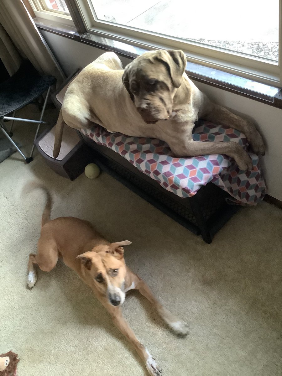 stonca01's tweet photo. My poppers have been the best company #PetsofCALM https://t.co/NQsSrFp4EP
