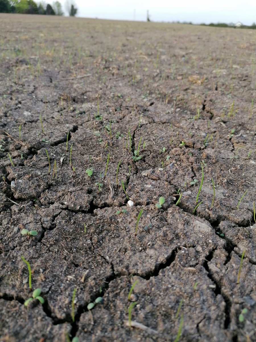 DarraghScott's tweet photo. Parched! https://t.co/ZWPsp1rwl1