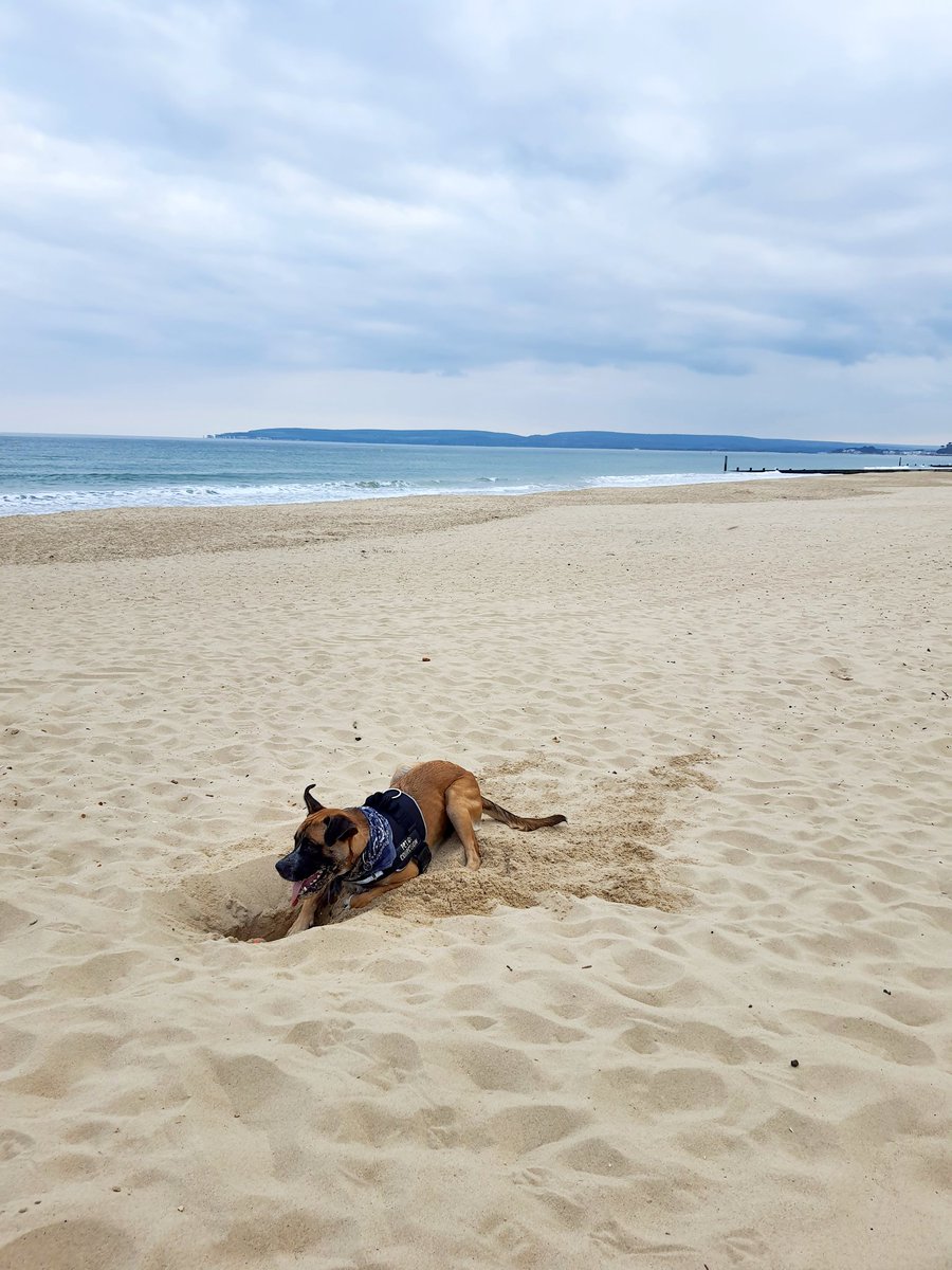 InspKewley's tweet photo. Guess what time is is. Can anyone see Bob? #DogsofTwittter #beach #invisibledog #hometime https://t.co/VX37pIC5WN