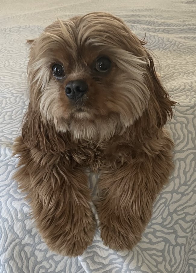 ValoirView's tweet image. Patrick has been considering his #socialmedia presence lately. Now he's even taking profile pics :) 

Wishing everyone a happy #weekend #DogsofTwittter #dogstyle #dogsoftech