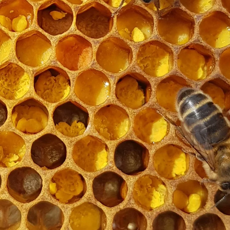 GalteeHoney's tweet photo. Dandelion flowers are coming to an end for the year.
Image 1: Yellow dandelion pollen in one of the hives.
Image 2. Some of our bees feeding on dandelion nectar.
Image 3: One of our bees collecting dandelion nectar
#irishbees #irishhoney #nativehoneybees https://t.co/xbsK8hwpz0