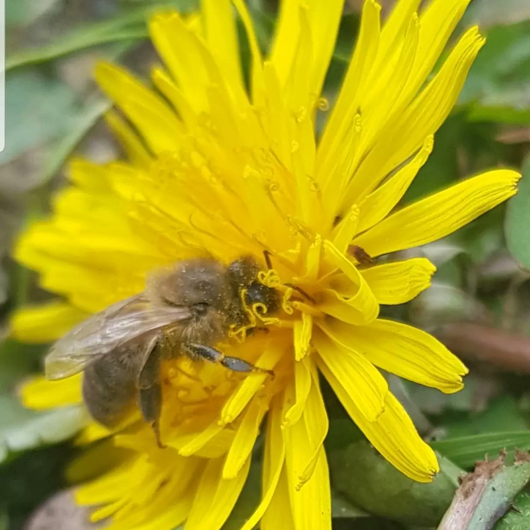 GalteeHoney's tweet photo. Dandelion flowers are coming to an end for the year.
Image 1: Yellow dandelion pollen in one of the hives.
Image 2. Some of our bees feeding on dandelion nectar.
Image 3: One of our bees collecting dandelion nectar
#irishbees #irishhoney #nativehoneybees https://t.co/xbsK8hwpz0
