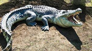 nalamdurga's tweet photo. @CrocokingNFT @twitchjuuq #crocoking https://t.co/LgfTsp4vM9