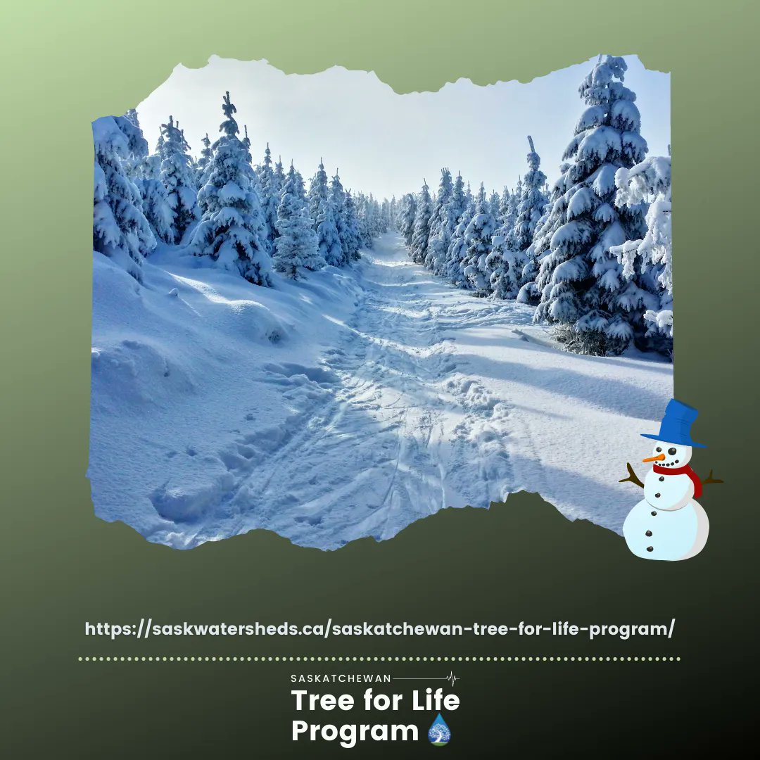 sk_program's tweet image. DYK even in the winter, trees like White Spruce are working?  They are blocking the wind, collecting snow and providing oxygen!

To purchase your trees, visit our online store – …katchewan-tree-for-life.myshopify.com