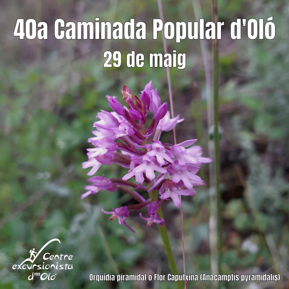 CeoOlo's tweet photo. Ja estem a 4 setmanes per la 40a Caminada Popular on de ben segur, si hi pareu atenció, trobareu orquídies com aquesta. Bon cap de setmana! https://t.co/dipe5RNkEG
