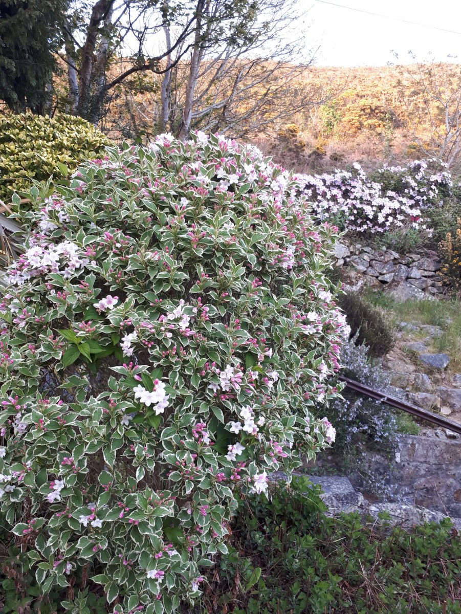 KaterinaPool's tweet image. Don't you just love discovering a new garden as it springs to life!!