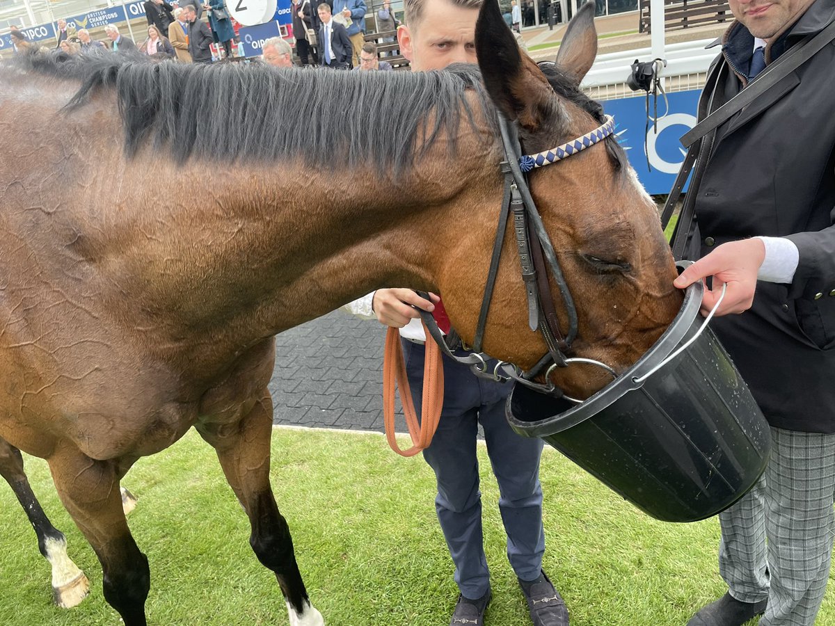 OwnersRacing's tweet photo. Great ride @HollieDoyle1 #legend https://t.co/VkytgIoWYZ
