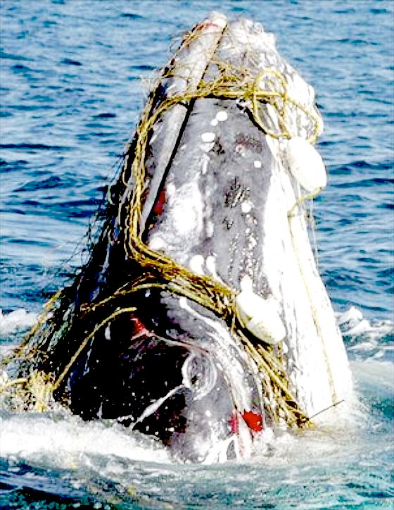 Dear hoomans, can't a whale go for a swim without getting tangled up in your junk? 

#earth #EarthDay22 #ClimateCrisis #whales