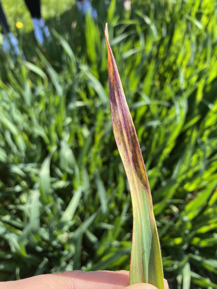 JenHeppenstall's tweet photo. Thoroughly enjoyed my BASIS Foundation course today at University of Lincoln. Thanks for the great knowledge sharing @GoodgerSimon and trial plots tour in the walled garden. #yellowrust #BYDV #cropchemistry https://t.co/KHt7jU4FKu