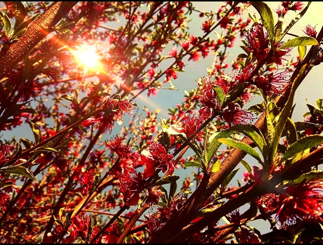 moonlightstoryR's tweet photo. "Some old-fashioned things like fresh air and sunshine are hard to beat."#photography #photooftheday #FridayVibes #photo #PhotoFriday #mine #spring #flowerphotography https://t.co/pctg7beabU