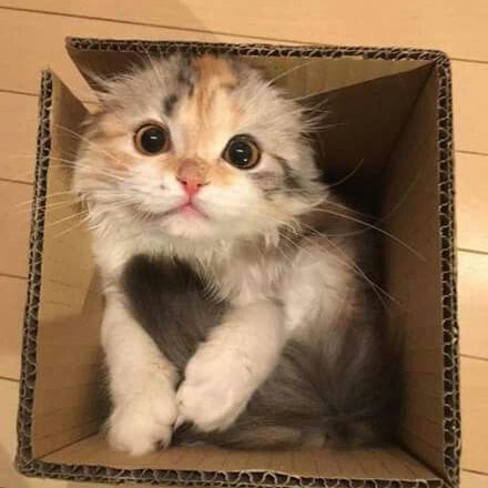 LushCatMemes's tweet photo. Caption this.
😹🐈🐾
#lol #funny
#cats #catlover #catoftheday https://t.co/budUkfw8B1