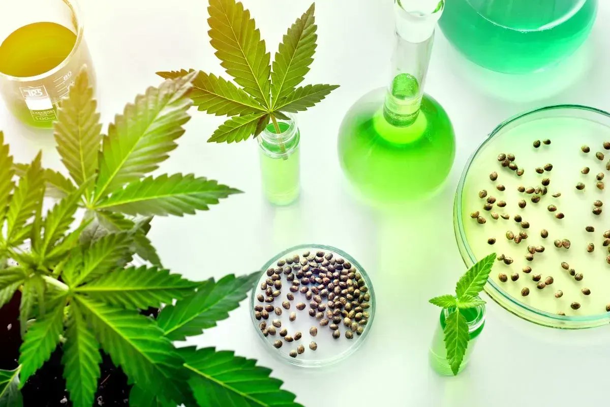 GCACNA's tweet photo. Cannabis Seed IP - How #blockchain can play a role. https://t.co/8fzRAWYeYD @CitizenGreenWld @ThingBlu1 @MJBizDaily #seedIP @tresscapital @MedicateOh https://t.co/RWUMvORJHr