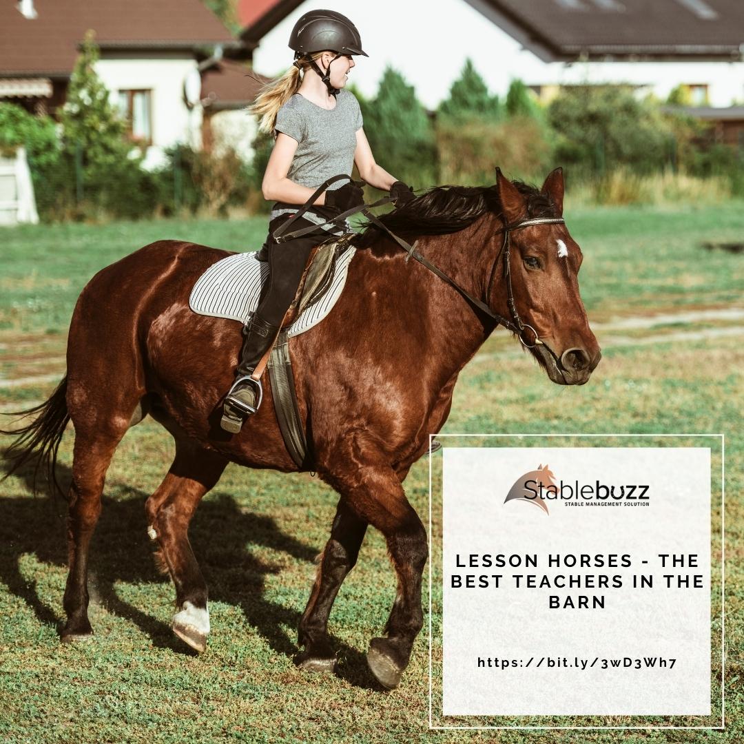 stablebuzz's tweet image. Lesson horses are the horses in equestrian programs that spend countless hours being patient with new and experienced riders. 

Without them, a child or new adult rider might never get their start. 

Read more here - bit.ly/3wD3Wh7

#horses #schoolies #lessonhorse