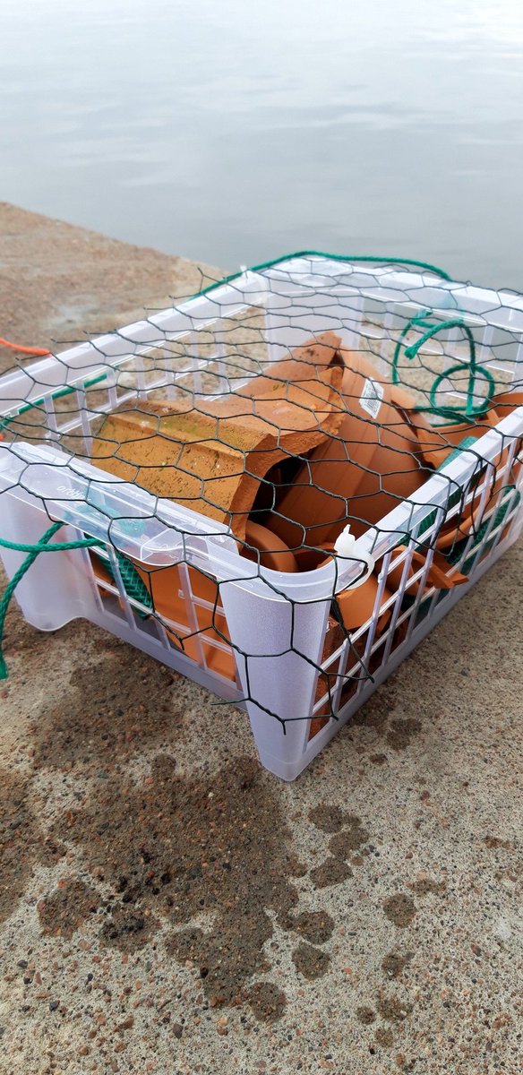 #vieraslaji't löytyvät usein ensimmäistä kertaa satamista koska kulkevat laivojen mukana. Aloitimme siksi satamien lajistoseurannan. <a href="/SYKEinfo/">Suomen ympäristökeskus</a> <a href="/yministerio/">Ympäristöministeriö</a> #haminakotka