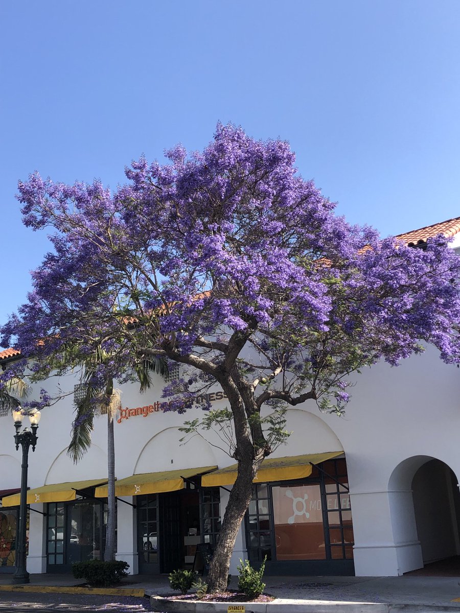 Deji Bryce Olukotun (@olutron) on Twitter photo I’ll never get tired of jacaranda trees like this on the street. I’ll never get tired of jacaranda trees like this on the street.