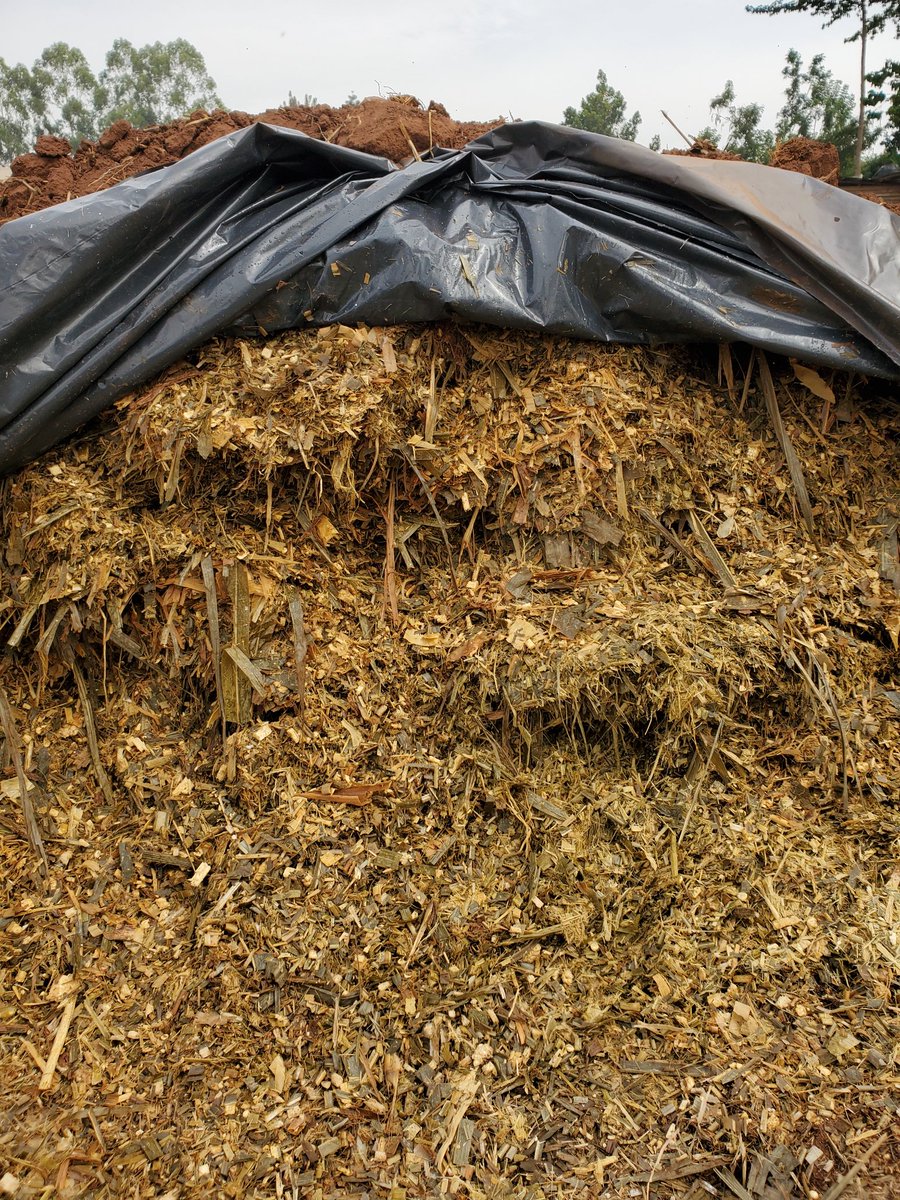 SightFarm1's tweet photo. This silage is very aromatic and highly nutritious for our dairy animals #Sightfarm https://t.co/kM9Tm5eeOL